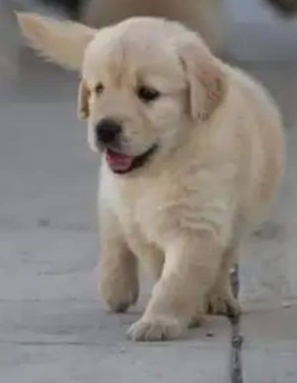 Labrador 0