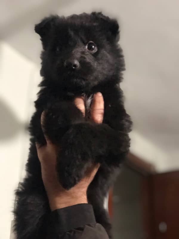 German shepherd pups 0