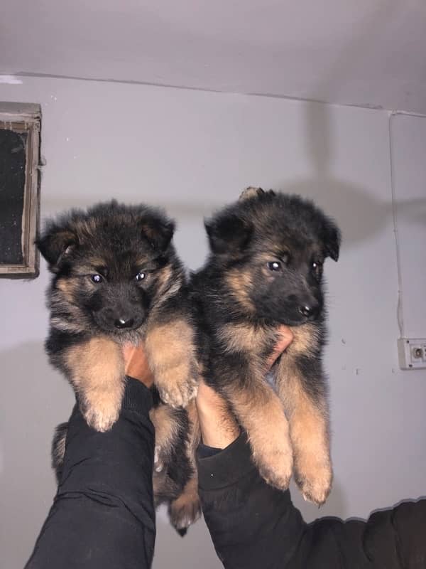 German shepherd pups 4