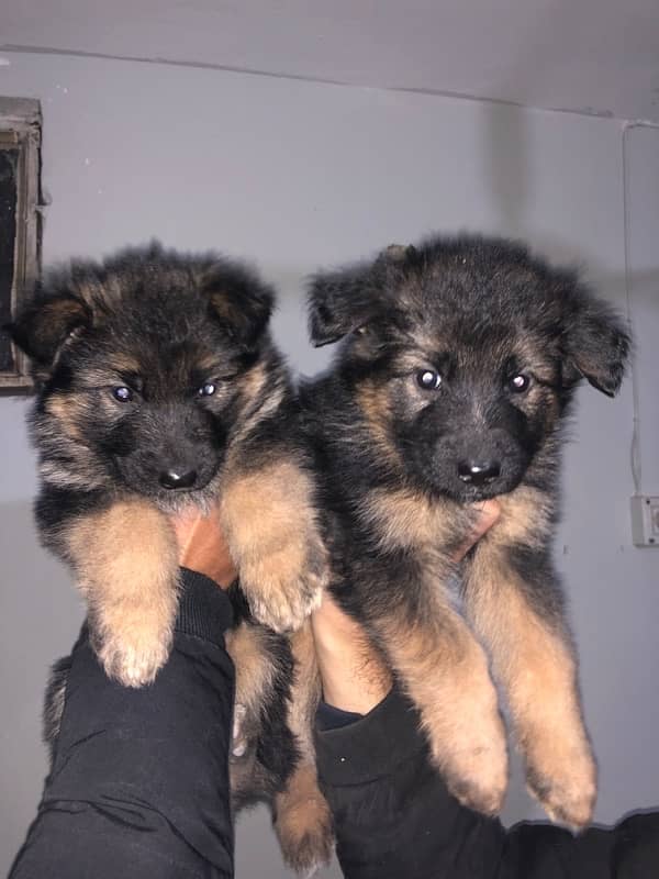 German shepherd pups 5