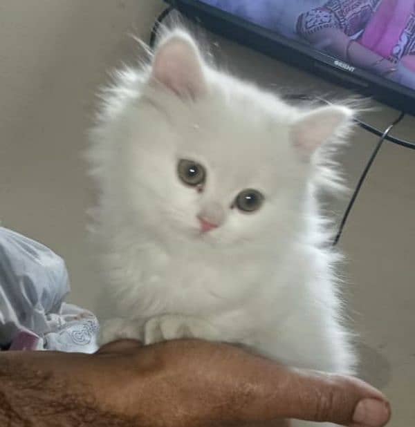 white Persian kitten 0