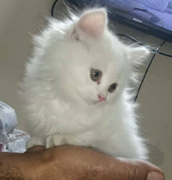 white Persian kitten 1