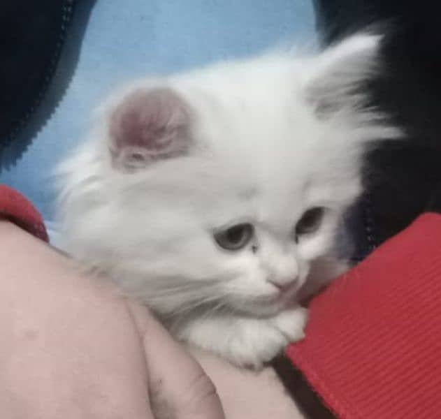 white Persian kitten 2