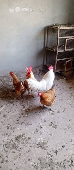 eggs laying desi golden