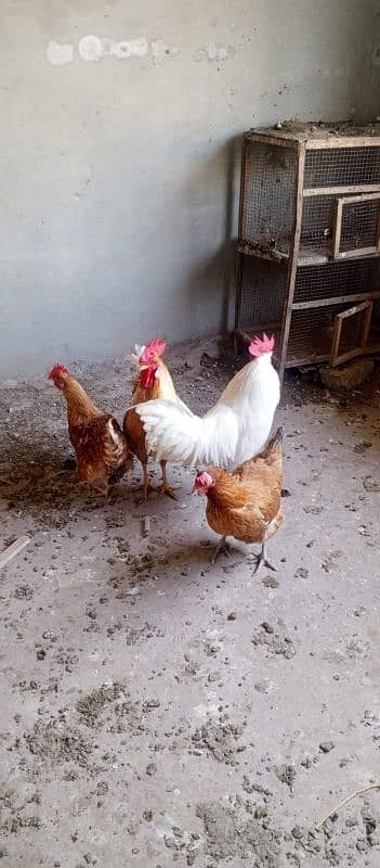 eggs laying desi golden 0