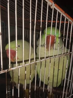 raw parrot arjent sale