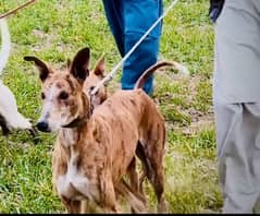 tazi dog for sale