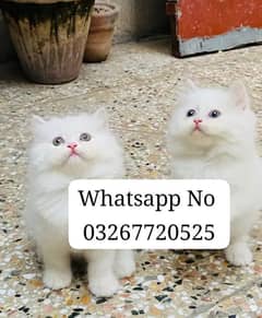 persian cat for sale 2 month age WhatsApp No 03267720525