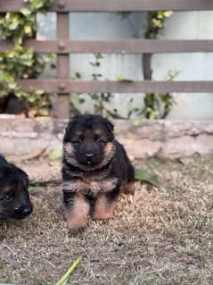 German shepherd puppy for sale