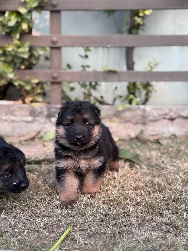 German shepherd puppy for sale 0