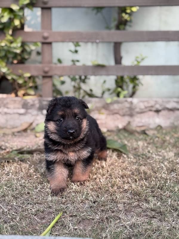 German shepherd puppy for sale 1