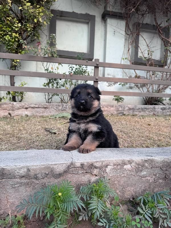 German shepherd puppy for sale 2