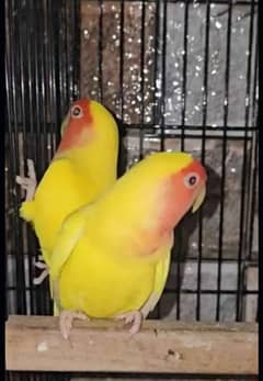 Common Latino Breeder Pair