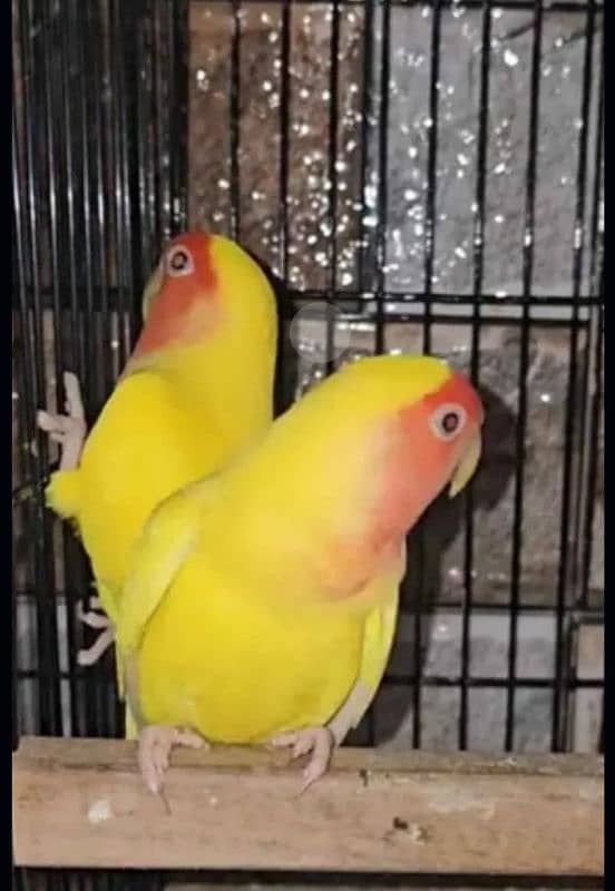 Common Latino Breeder Pair 0