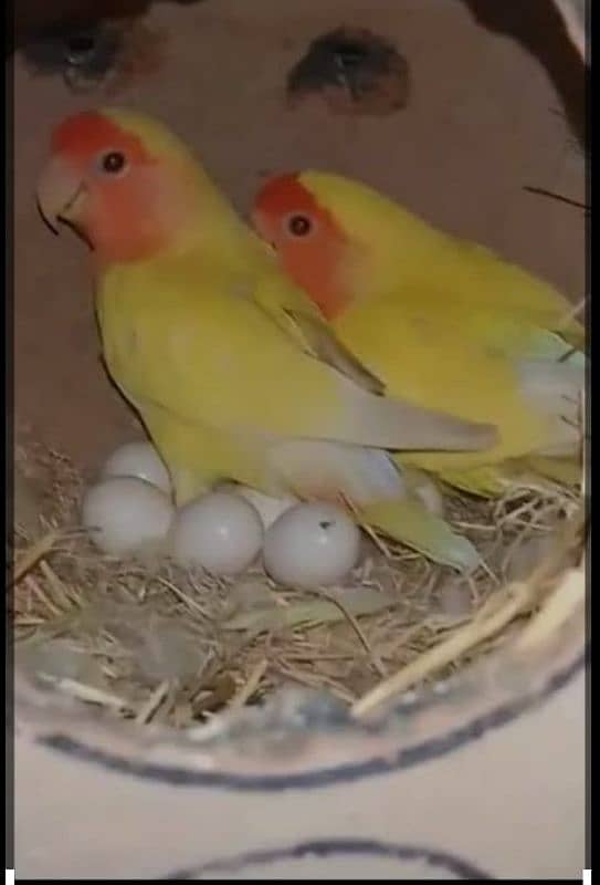 Common Latino Breeder Pair 1