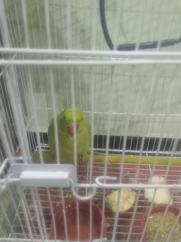 green parrot for sale 0