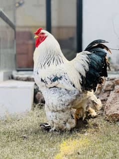 Brahma Male