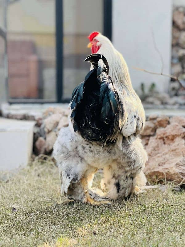 Brahma Male 2