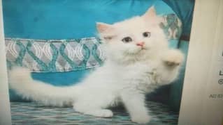 Persian kitten for sale My Whatsapp number 0346=7451635