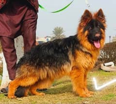 3ple coat imported blood line gsd lowbak male for sale