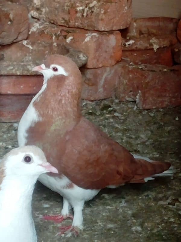 Aseel frill hen's for sale 03080987345 0