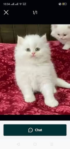 Persian kitten for urgent sale My Whatsapp number 0346=7451635