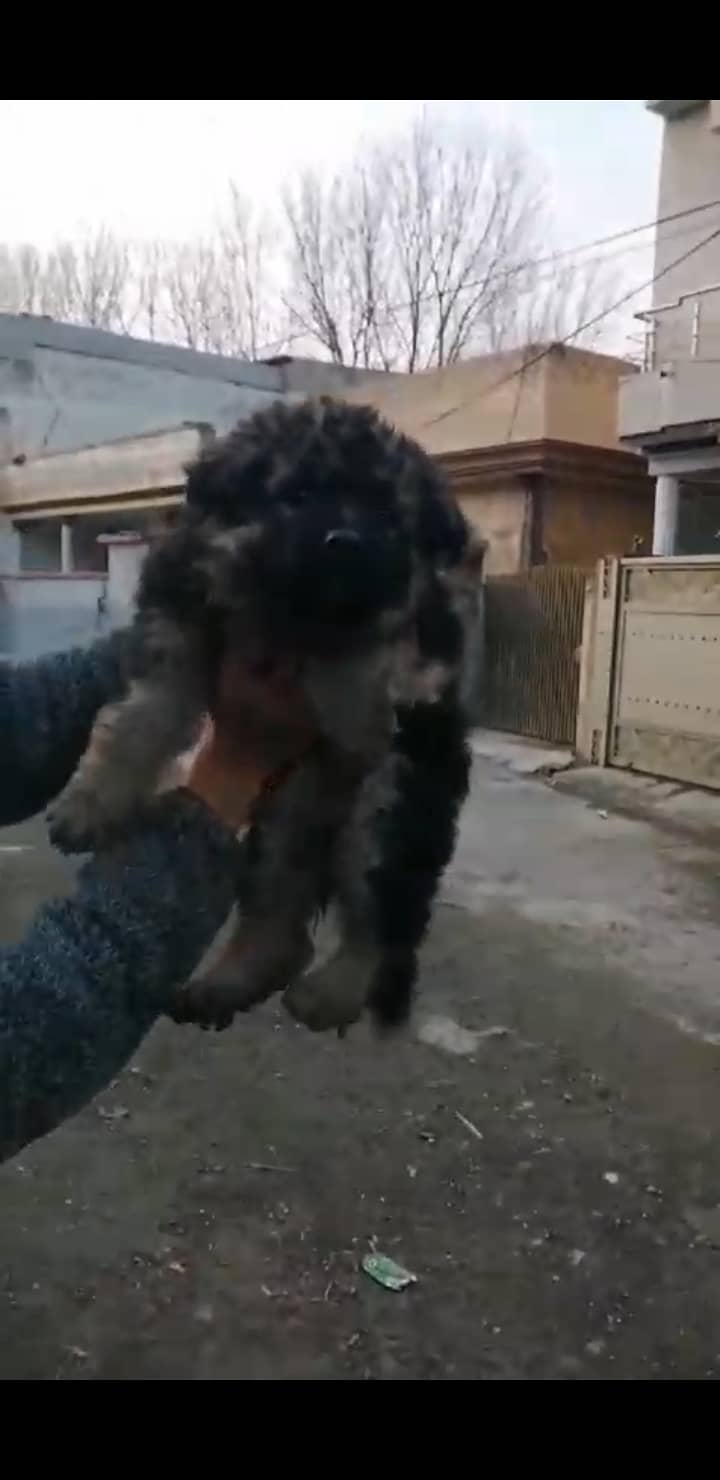 Germanshepherd Puppies 0