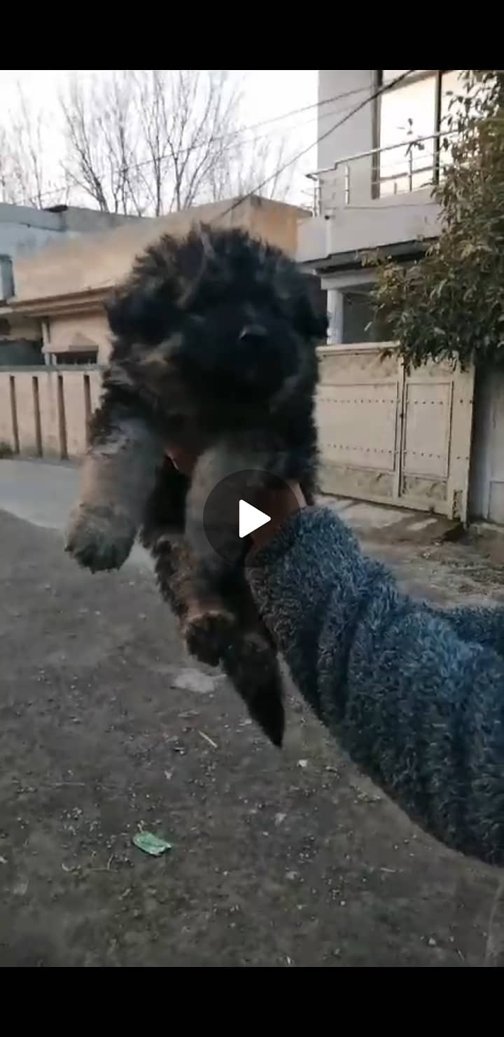 Germanshepherd Puppies 2