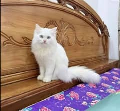 Persian kitten for urgent sale My Whatsapp number 0346=7451635