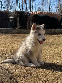 husky puppy