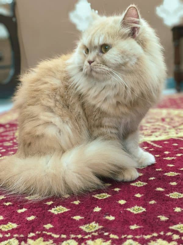 Persian pair  male and female triple coat 0