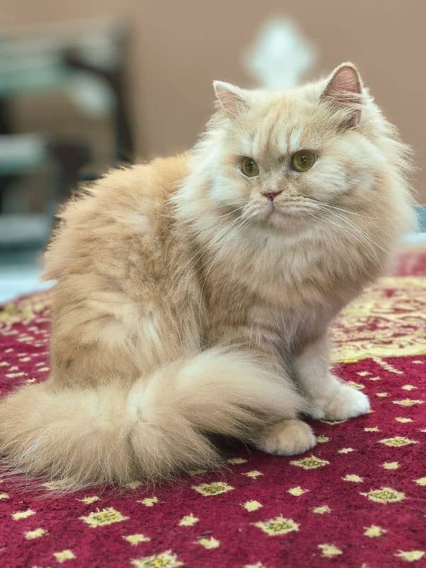 Persian pair  male and female triple coat 1