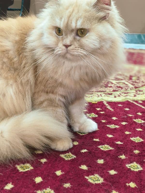 Persian pair  male and female triple coat 2