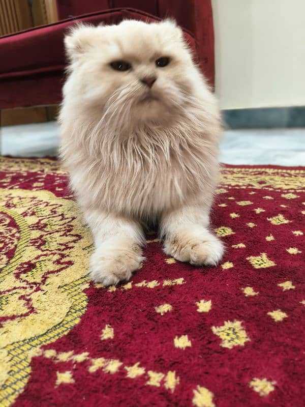 Persian pair  male and female triple coat 4