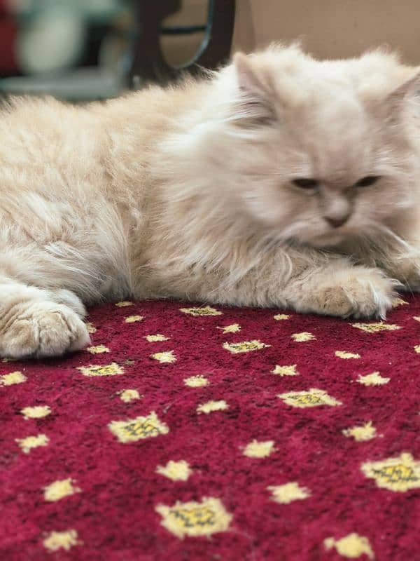 Persian pair  male and female triple coat 5