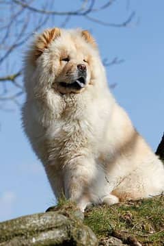 chow chow female available 16months old