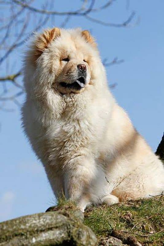 chow chow female available 16months old 0