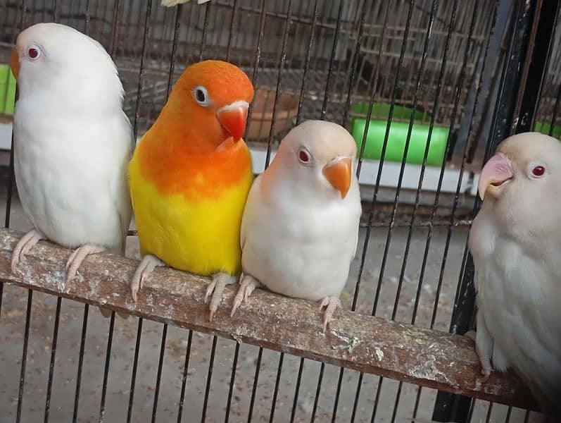 lovebird for sale in kasur 0