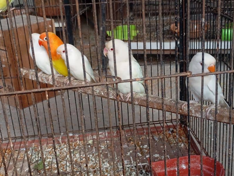 lovebird for sale in kasur 1