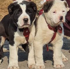 king alabai pair dog Male and female age 2month for sale