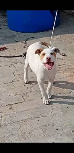 bully gultier age 4 month very active and healthy