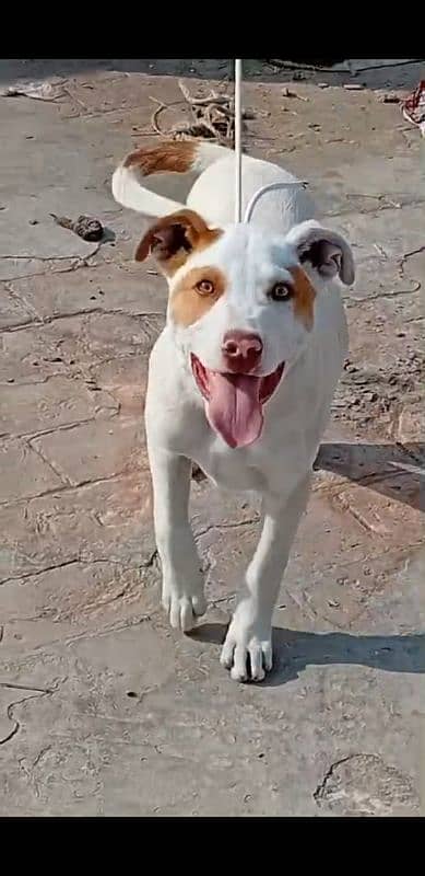 bully gultier age 4 month very active and healthy 1