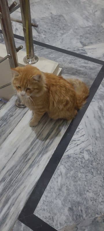 persian cat female brown 2