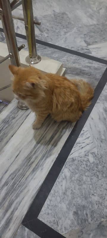 persian cat female brown 3