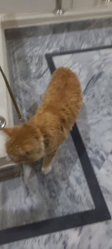 persian cat female brown 5