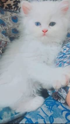 Persian kittens for sale.