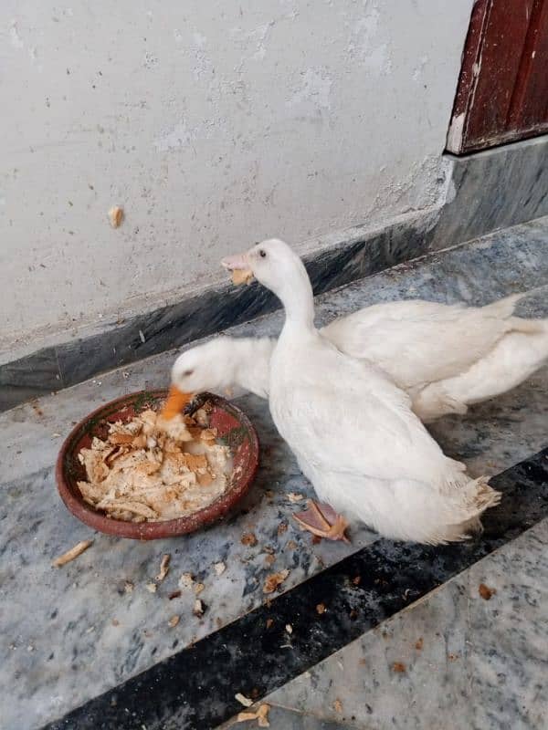 Two beautiful white ducks 0