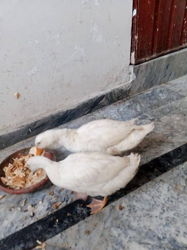 Two beautiful white ducks 1