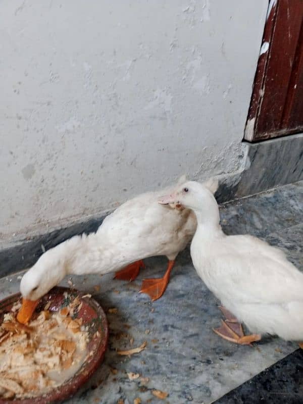 Two beautiful white ducks 2