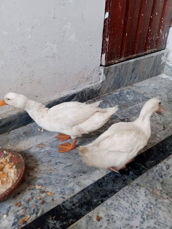 Two beautiful white ducks 3